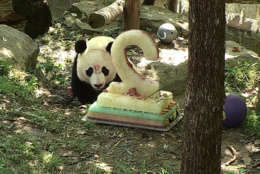 Bei Bei celebrates his second birthday Aug. 22 with "panda-friendly" cake and several new toys. (Courtesy Smithsonian National Zoo)