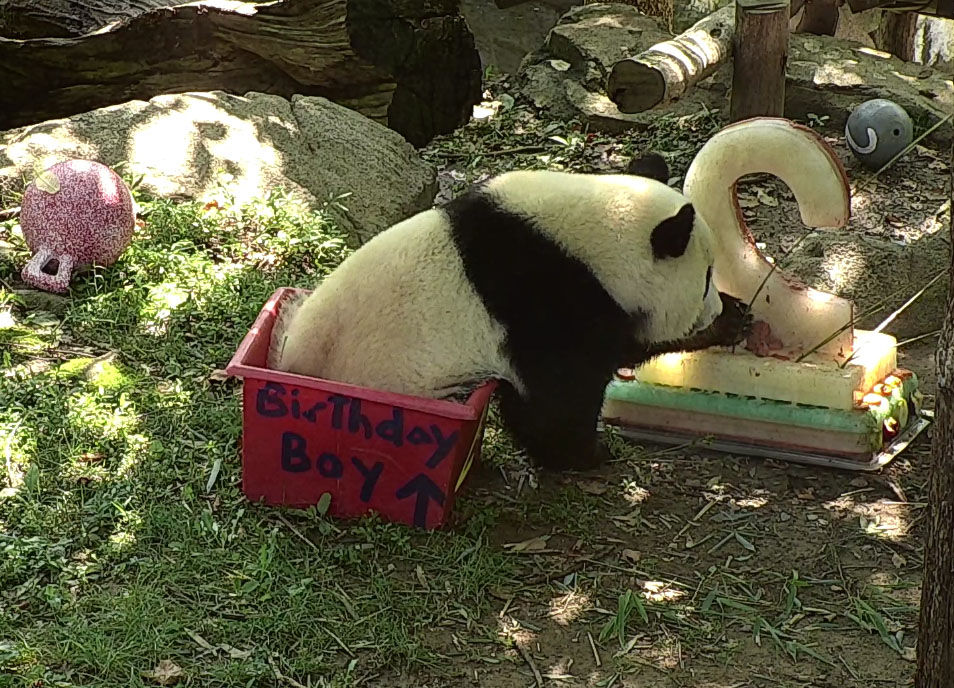 Bei Bei celebrates his second birthday Aug. 22 with "panda-friendly" cake and several new toys. (Courtesy Smithsonian National Zoo)