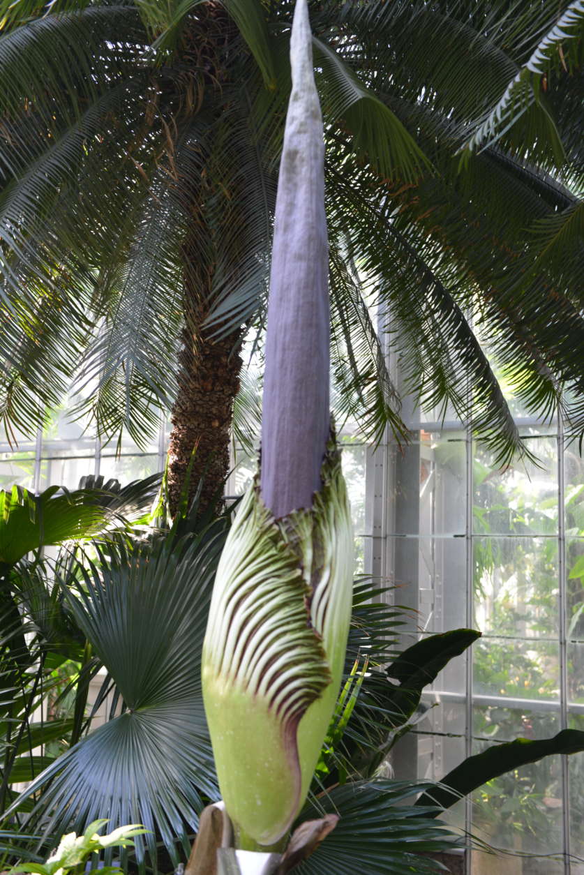 One of the three corpse flowers at the U.S. Botanic Garden expected to bloom in the next few days stands at 91 inches on Saturday, Aug. 19, 2017. (Courtesy U.S. Botanic Garden)