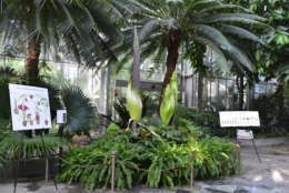 The three corpse flowers at the U.S. Botanic Garden in Washington, D.C. on Aug. 19, 2017, are expected to bloom in the next few days. (Courtesy U.S. Botanic Garden)