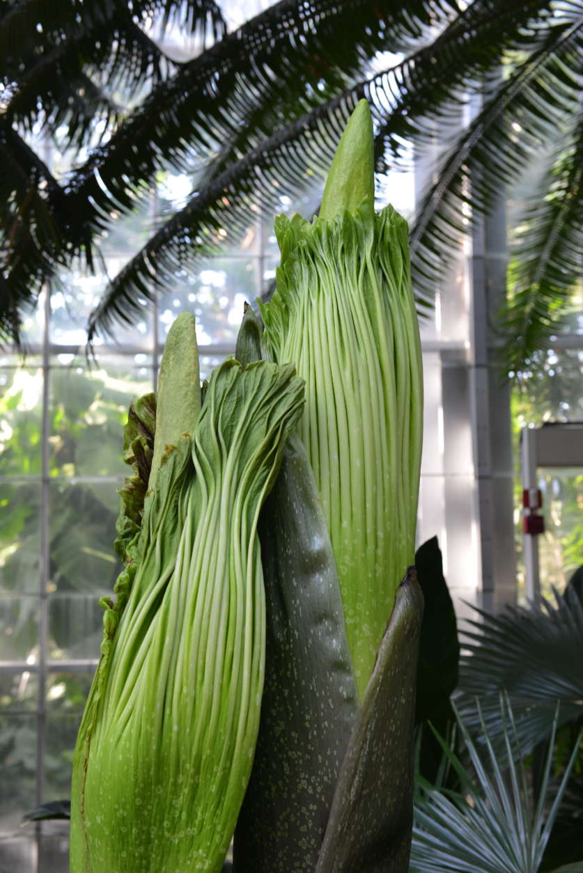 Three corpse flowers are set to bloom at the U.S. Botanic Garden in D.C. The two smaller flowers stand at 47 and 61 inches on Aug. 19, 2017. (Courtesy U.S. Botanic Garden)