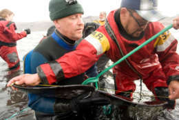 An Inuit hunter (foreground, in red) assists a scientist in holding a narwhal during a tagging effort led by Fisheries and Oceans Canadian Tremblay near Pond Inlet, Nunavut, Canada. Scientific study of the narwhal has historically been challenging due to its elusive icy habitat and the difficulties of conducting field research in the harsh Arctic environment. The Inuit, however, have developed extensive knowledge of these animals over several thousand years through their deep cultural, artistic, spiritual and subsistence relationships with the narwhal. Scientists are expanding their knowledge of narwhal anatomy, physiology, behavior and the Arctic environment by collaborating with local Inuit communities and drawing on traditional knowledge to complement their research. (Courtesy Isabelle Groc, Narwhal Tusk Research)