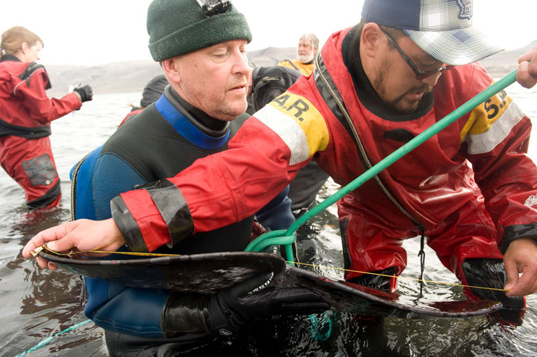 An Inuit hunter (foreground, in red) assists a scientist in holding a narwhal during a tagging effort led by Fisheries and Oceans Canadian Tremblay near Pond Inlet, Nunavut, Canada. Scientific study of the narwhal has historically been challenging due to its elusive icy habitat and the difficulties of conducting field research in the harsh Arctic environment. The Inuit, however, have developed extensive knowledge of these animals over several thousand years through their deep cultural, artistic, spiritual and subsistence relationships with the narwhal. Scientists are expanding their knowledge of narwhal anatomy, physiology, behavior and the Arctic environment by collaborating with local Inuit communities and drawing on traditional knowledge to complement their research. (Courtesy Isabelle Groc, Narwhal Tusk Research)