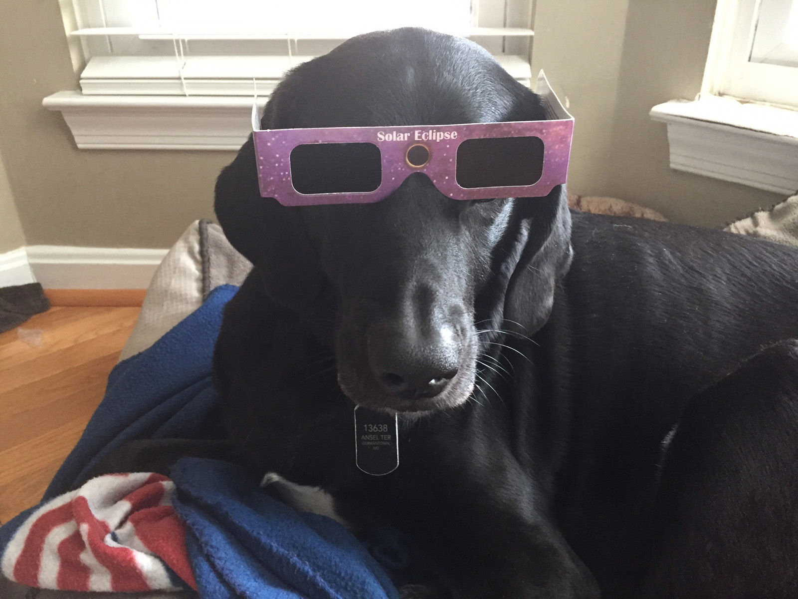 Technically, pets don't need to wear safety glasses since it's unlikely they'll look directly at the sun. That said, better safe than sorry and it IS a cute look. (WTOP/Mike Jakaitis)