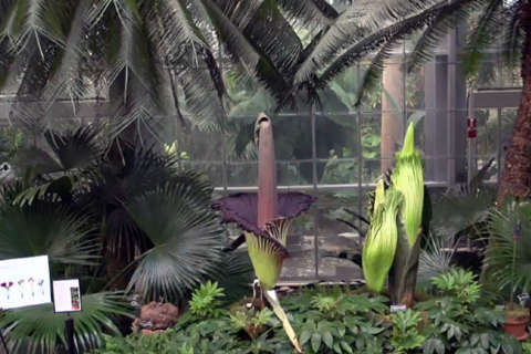 First of 3 corpse flowers blooms in DC