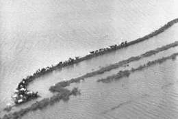Herd of cattle just outside Freeport, Texas on Sept. 12, 1961, takes refuge on these little strands of soil escape floodwaters. Hurricane Carla dumped several inches of rain and brought unusually high tides to the Gulf coastal area when it moved inland Monday. (AP Photo/Ed Kolenovsky)