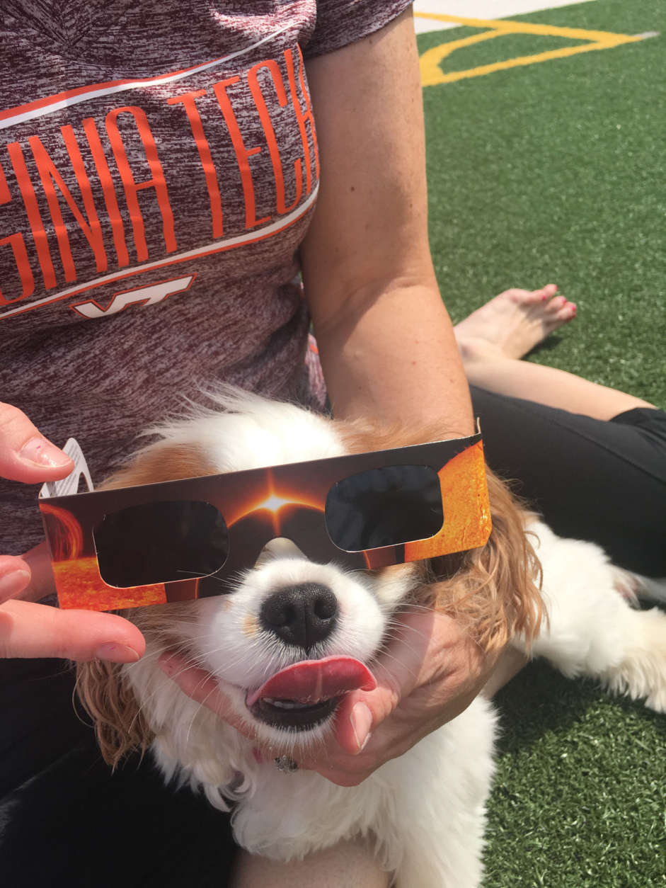 One cool looking pup enjoying the eclipse! If your pet didn't wear safety glasses, don't worry. Since pets are unlikely to look directly at the sun, they are at minimal risk of eye damage. (Courtesy Kyle Cooper)