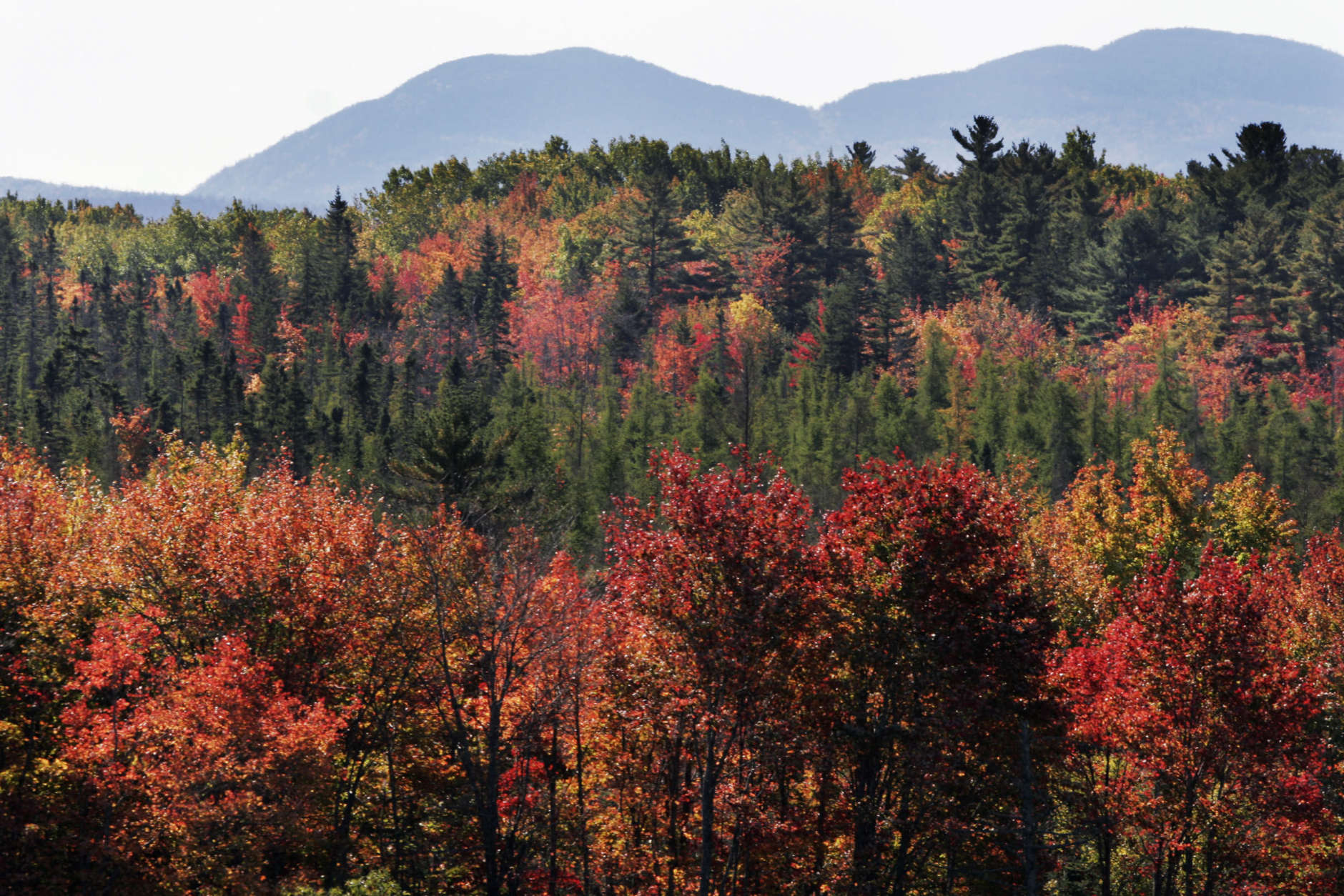 Fall foliage colors appear to be near their peak in Hancock, Maine, as the mountain tops of Acadia National Park are seen in the background on Tuesday, Oct. 9, 2007.  (AP Photo/Pat Wellenbach)