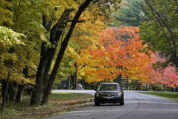 FILE-  This Oct. 21, 2009 file photo shows a car driving past fall foliage in Brown County State Park in Nashville, Ind. While autumn is considered the "shoulder season" in travel, with fewer long-distance and destination trips than other times of year, many Americans make a point of enjoying the mild weather and fall colors on drives, hikes and other local outings.     (AP Photo/Darron Cummings, FILE)
