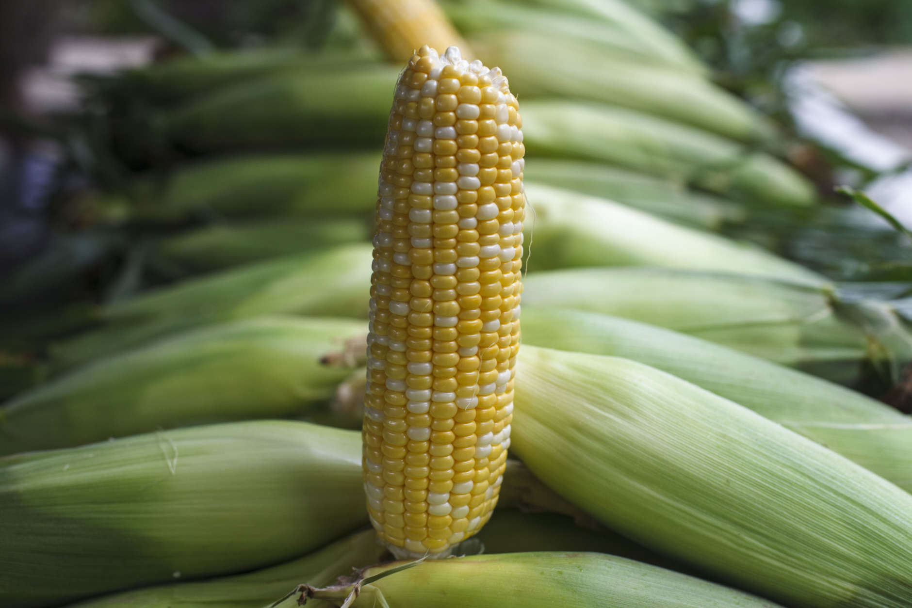 Corn is displayed for sale with summer fruits and vegetables at a farmers market in Falls Church, Va., Saturday, July 28, 2017. (AP Photo/J. Scott Applewhite)