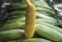 Corn is displayed for sale with summer fruits and vegetables at a farmers market in Falls Church, Va., Saturday, July 28, 2017. (AP Photo/J. Scott Applewhite)