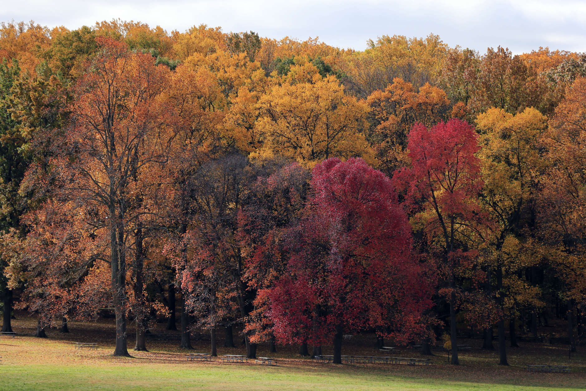 Autumn foliage on Friday, Oct. 30, 2015, at Valley Forge National Historical Park in Valley Forge, Pa. (AP Photo/Matt Rourke)