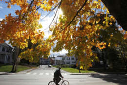 Sun shines through the colors of fall on a tree on Monday, Oct. 8, 2012 in Montpelier, Vt. The annual foliage display in Vermont is reaching its peak.(AP Photo/Toby Talbot)