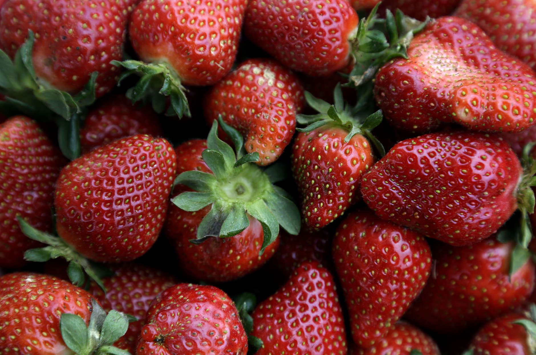 A basket of fresh picked strawberries are shown in the berry field at Oakley Farm in Chapel Hill, N.C., Thursday, May 2, 2013. The season is ripe for picking fresh strawberries in some parts of North Carolina, one of the largest strawberry producing states in the country. Owner David Oakley has roughly 26,000 strawberry plants to harvest from his field. (AP Photo/Gerry Broome)
