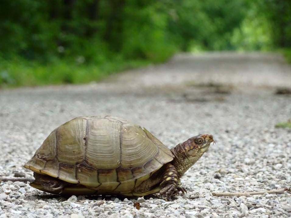 Spencer Buchness, a cyclist from Maryland, ran into many animals along his journey to San Francisco, including this turtle that he found on the Katy Trail on June 3. (Courtesy Spencer Buchness)