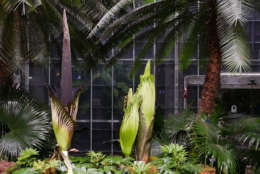 The first of three corpse flowers at the U.S. Botanic Garden started to open Saturday night. (Courtesy U.S. Botanic Garden)