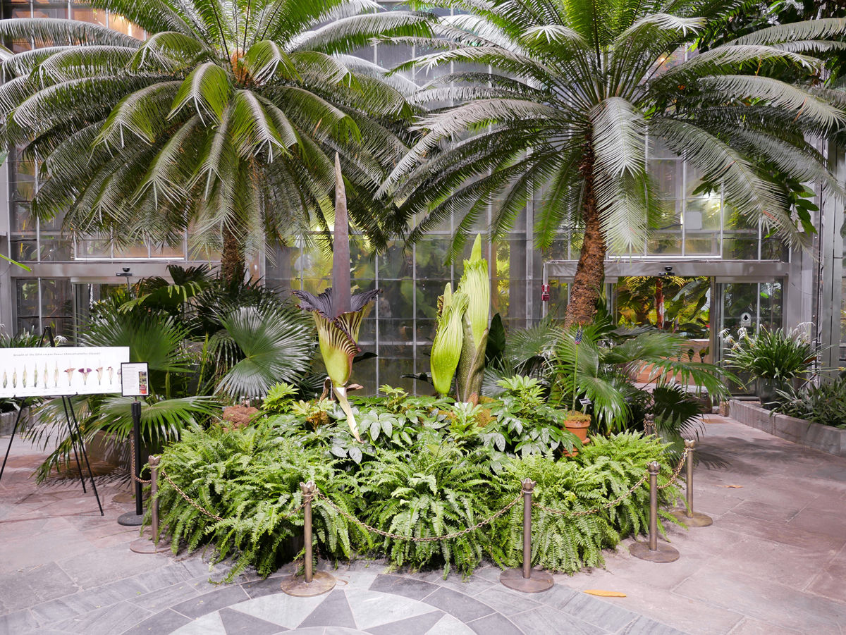 Because of the first flower’s peak, the U.S. Botanic Garden will extend its hours Sunday, Aug. 20 from 10 a.m. to 10 p.m. (Courtesy U.S. Botanic Garden)