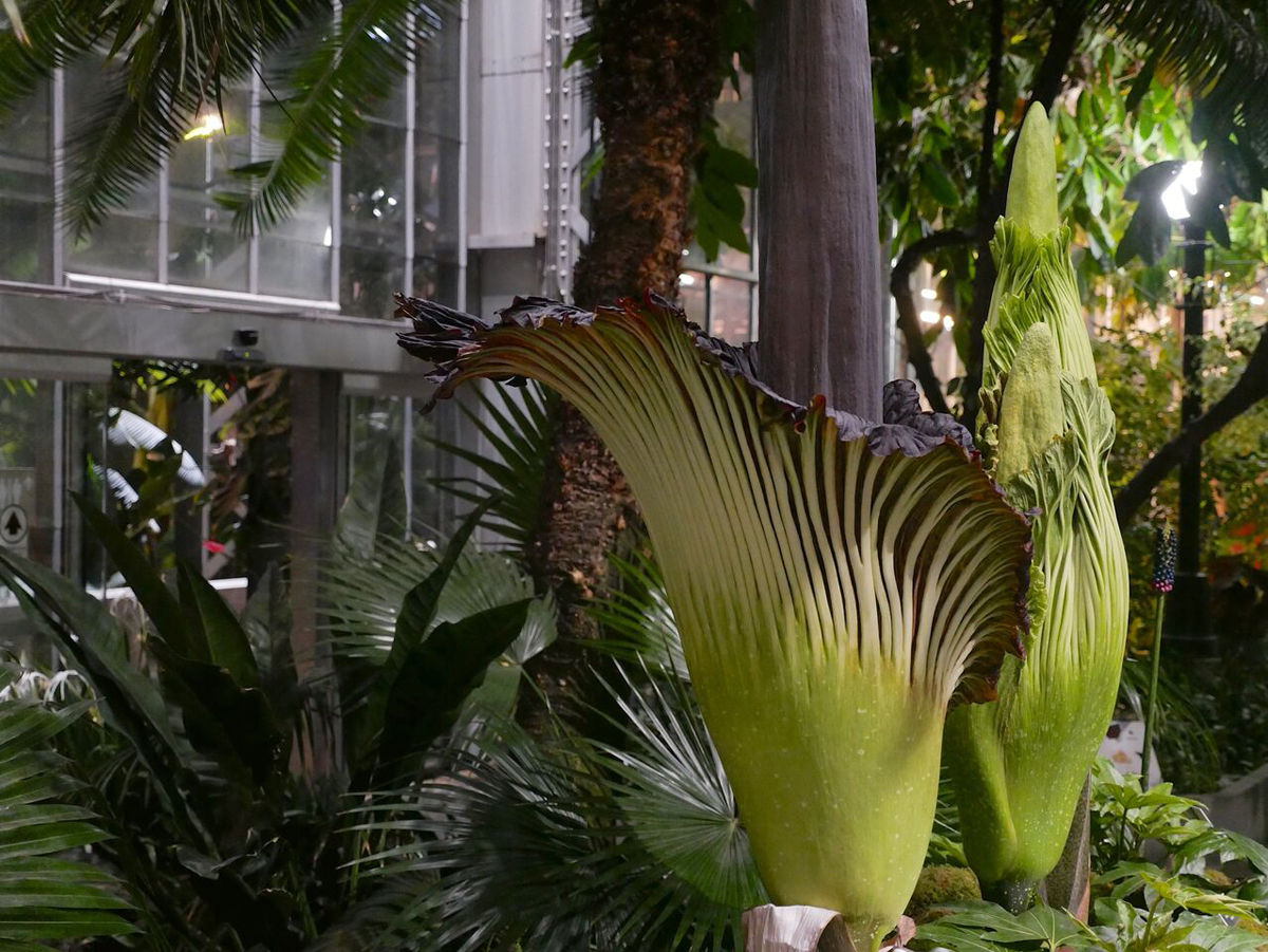 Corpse flowers don’t bloom annually — the wait between blooms can be anywhere from a few years to a decade. (Courtesy U.S. Botanic Garden)