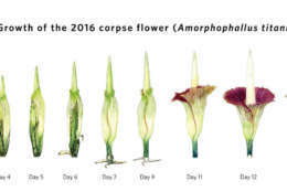 A look at the growth of the 2016 corpse flower. (Courtesy U.S. Botanic Garden)