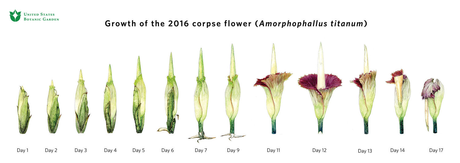 A look at the growth of the 2016 corpse flower. (Courtesy U.S. Botanic Garden)