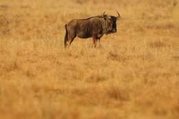 RUSTENBURG, SOUTH AFRICA - JUNE 24:  A wildebeest stands in grass land at Pilanesberg National Park on June, 2010 in Rustenburg, South Africa. Situated adjacent to Sun City, Pilanesberg is the fourth largest national park in South Africa covering a 55 000 hectare area.  (Photo by Mark Kolbe/Getty Images)