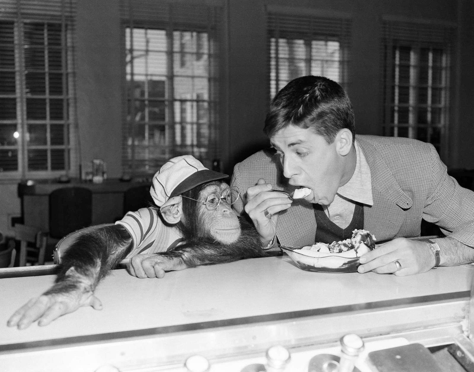 Pierre, a bespectacled five-year-old chimpanzee who's trying to make a name for himself in the movies, is introduced to the banana split by comedian Jerry Lewis, a fellow actor in Hollywood, on Jan. 24, 1950 in Los Angeles.  Pierre is at first,  only mildly interested as Lewis takes a spoonful of banana and strawberry.   Then Pierre decide it's worth a closer look and he takes a taste, with a bit of urging from Lewis.  Later Pierre gobbled a whole one. (AP Photo/Frank Filan)