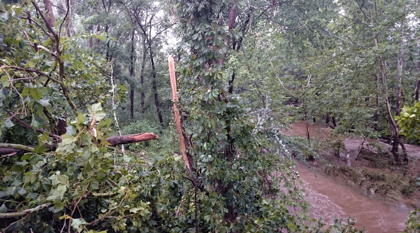 Damage along Va. Route 55 in western Prince William County from severe weather on August 11, 2017. (WTOP/Dennis Foley)