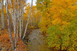 Autumn foliage, golden colored aspen trees and stream in forest