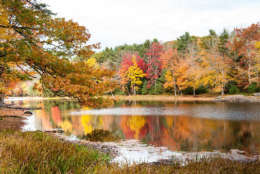 Colorful fall foliage, Georgetown, Maine