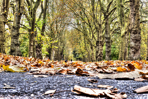 Autumn Leaves Pathway HDR