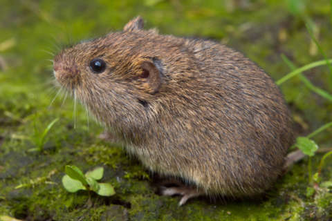 Mole problem? Vole problem? Here’s how to treat both