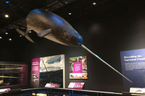 Unicorn of the sea: Natural History Museum exhibit explores the narwhal