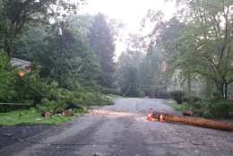 This downed tree in Virginia got some attention. (WTOP/Dennis Foley)