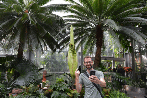 Get a whiff: 3rd corpse flower blooms at DC’s US Botanic Garden