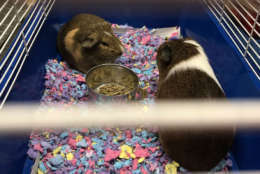 The Last Chance Animal Rescue in Waldorf, Maryland, receive small animals, such as these guinea pigs, that were affected by Harvey. (WTOP/Michelle Basch)