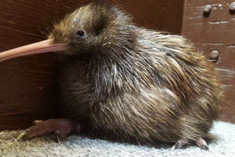 Endangered brown kiwi hatches at Va. National Zoo facility