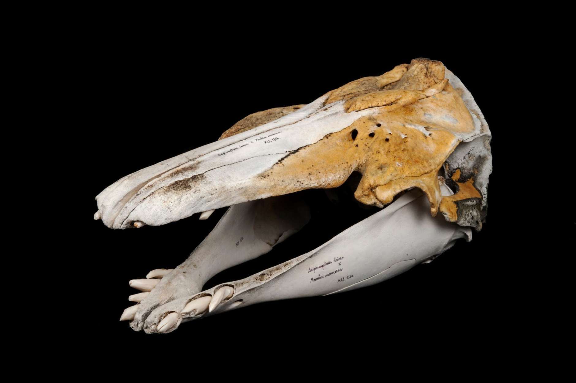 As temperatures increase and ice melts throughout the Arctic, many species are migrating north and sharing habitats. Sometimes, closely related species mate and produce hybrid offspring. This skull comes from a “narluga,” or narwhal-beluga hybrid, captured in Greenland. It has a particularly large head and some erupted teeth — but unlike a beluga’s flat, peg-like teeth, they are shaped like tiny narwhal tusks. Narwhals and other Arctic species are remarkably adapted to their cold, harsh habitat. As the global climate warms and ice cover declines, they are changing their behaviors in ways that affect their entire food web. (Courtesy Mikkel H. Post, Natural History Museum of Denmark)