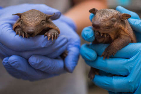 First pair of screaming hairy armadillo pups born at National Zoo