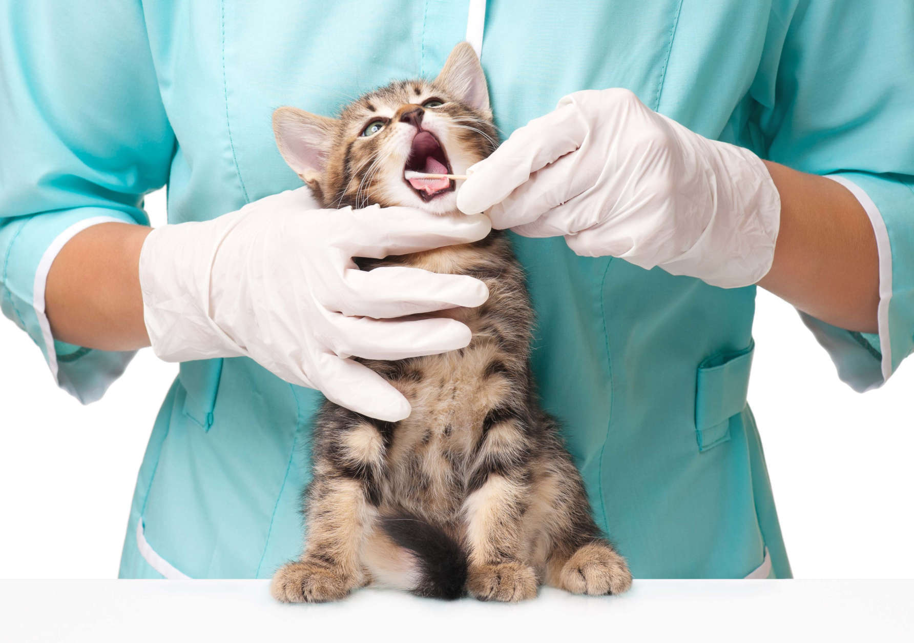 The veterinarian checks teeth to a small kitten over white background