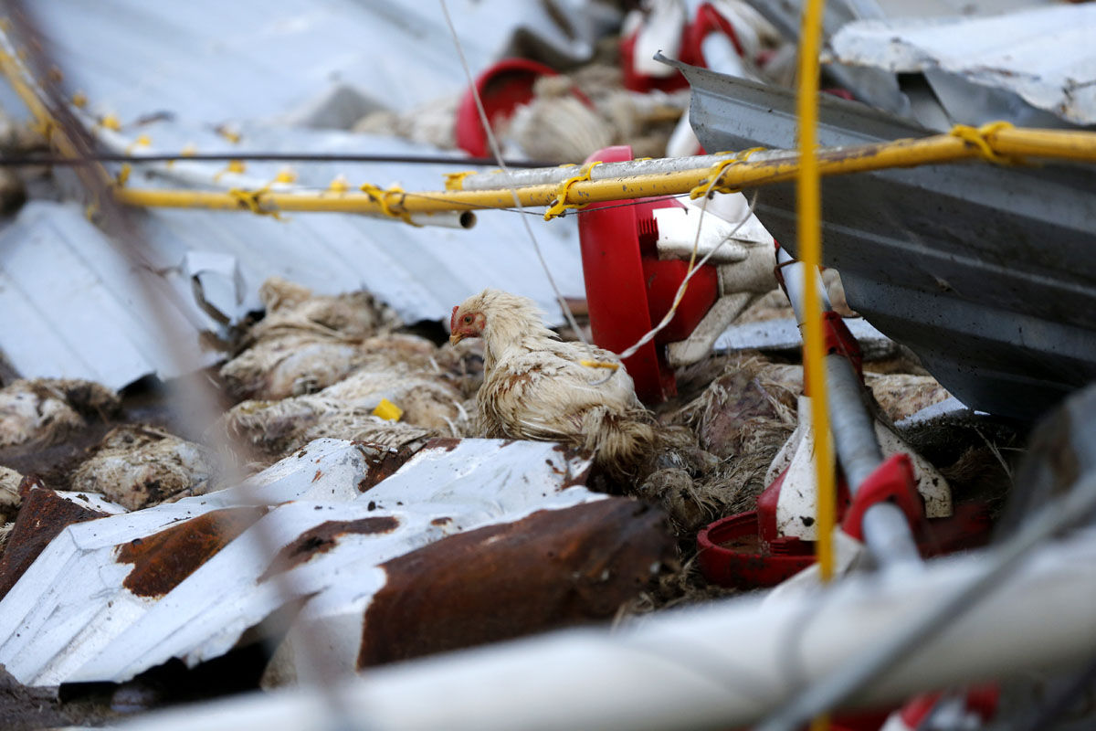 A lone chicken walks amongst the remaining dead poultry, in a poultry farm, in the aftermath of Hurricane Maria, in Aibonito, Puerto Rico, Monday, Sept. 25, 2017. A government official said that the farm, which supplies the only fresh chicken in Puerto Rico, lost more than one million chickens. (AP Photo/Gerald Herbert)