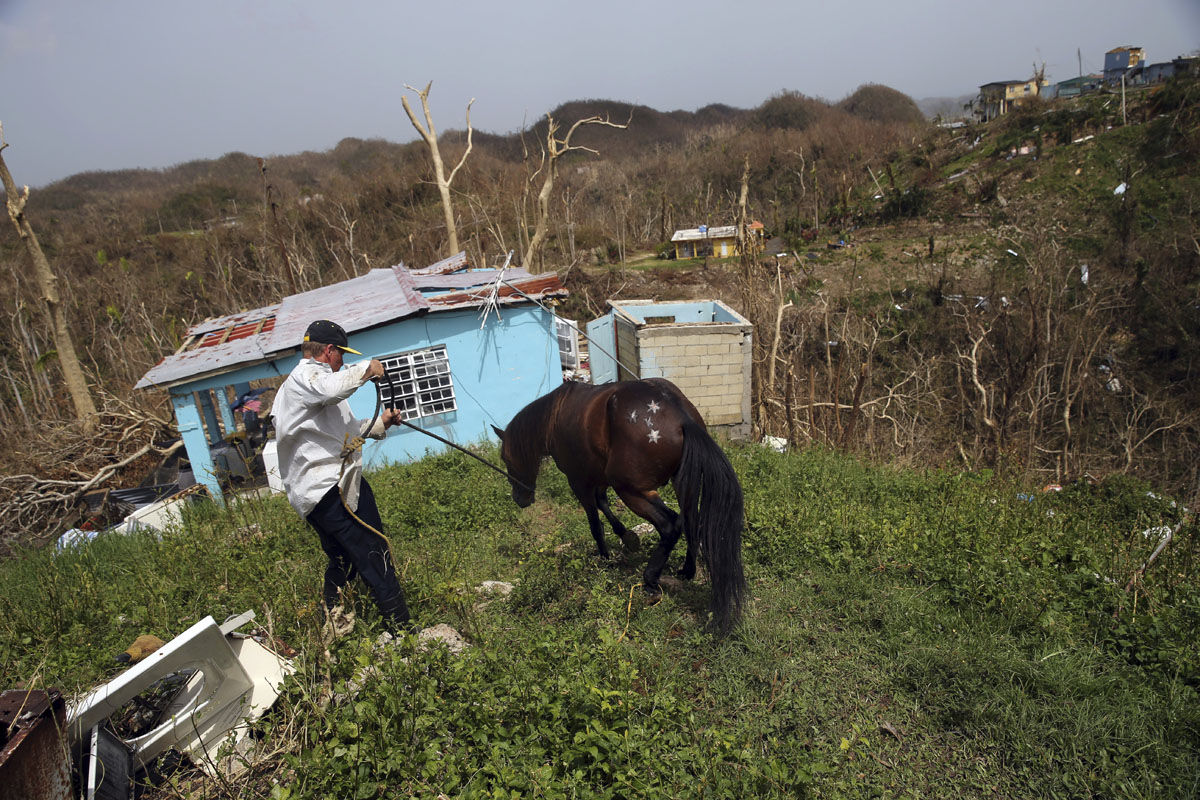 Jose Trinidad collects his horse, which survived Hurricane Maria, as he walks down to his destroyed home, in Montebello, Puerto Rico, in the aftermath of the hurricane, Tuesday, Sept. 26, 2017. (AP Photo/Gerald Herbert)