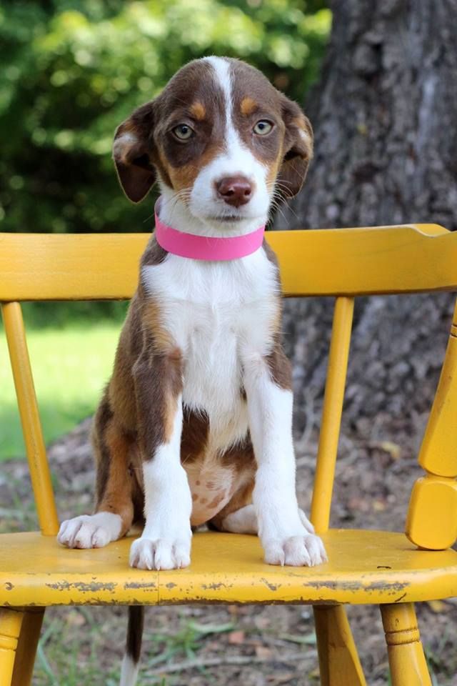 Addison, one of the puppies from Texas and Louisiana scheduled to be available for adoption in Maryland this weekend. (Courtesy Last Chance Animal Rescue)
