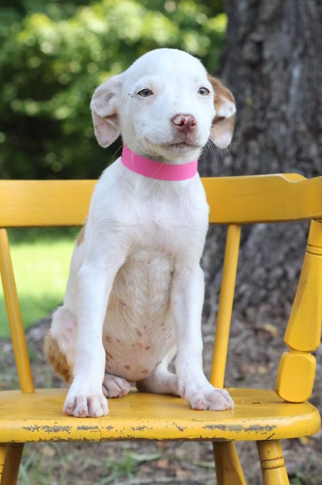 Annetta, one of the puppies from Texas and Louisiana scheduled to be available for adoption in Maryland this weekend. (Courtesy Last Chance Animal Rescue)