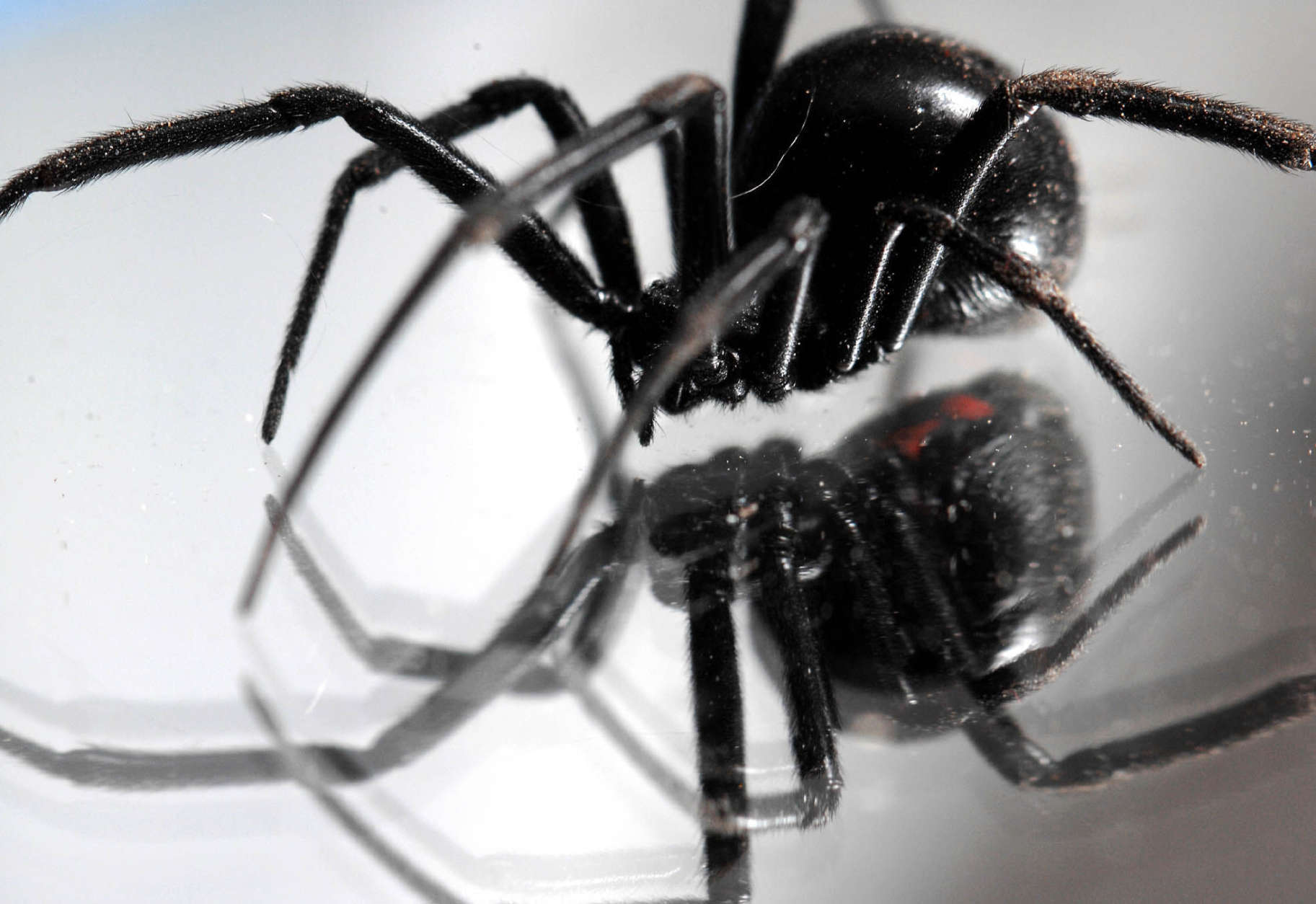 A black widow spider walks on a mirror in a garage at a home in Great Falls, Mont., on Monday, Nov. 5, 2007. (AP Photo/Great Falls Tribune, Robin Loznak)