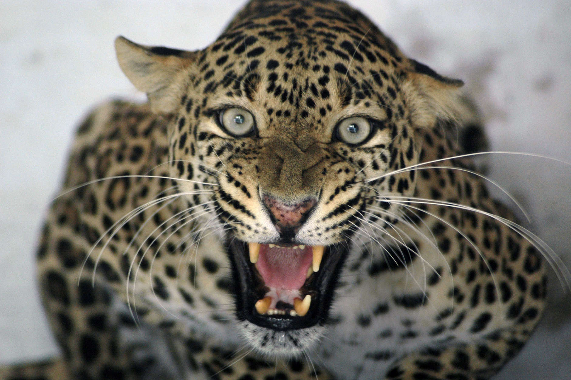 A panther reacts from its enclosure at the zoo in Ahmadabad, India, Tuesday, May 5, 2009. (AP Photo/Ajit Solanki)
