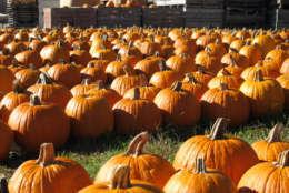 In this Sept, 28, 2010 photo,  rows of more commonly grown pumpkin varieties such as Magic Lanterns wait for customers at Curtis Orchards &amp; Pumpkin Patch on the outskirts of Champaign, Ill. The number of pumpkin varieties grown by farms such as Curtis Orchard has exploded over the past 10 to 15 years as Halloween has become big business. (AP Photo/David Mercer).