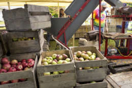 With the apple harvest at its peak in Virginia's Shenandoah Valley, red delicious and jonagolds are pressed for cider by Lynn West, right, at Hartland Orchard near Markham , Va., Saturday, Sept. 17, 2011. (AP Photo/J. Scott Applewhite)