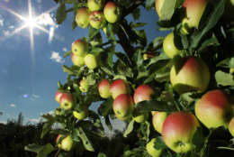 In this Tuesday, Aug. 26, 2014 photo, apples begin to ripen at Carter Hill Orchard in Concord, N.H. Northern New England apple growers are expecting a decent crop but not as good as last years bumper yield. (AP Photo/Jim Cole)