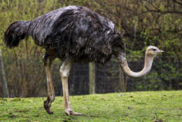 This is an Ostrich on display at the Pittsburgh Zoo in Pittsburgh, Tuesday, March 28, 2017. (AP Photo/Gene J. Puskar)