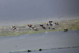 Livestock stand on higher ground surrounded by floodwaters in the aftermath of Hurricane Harvey Friday, Sept. 1, 2017, near Winnie, Texas. (AP Photo/David J. Phillip)